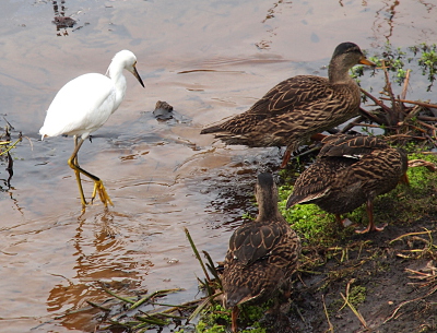 [The longer-legged all white egret walks through the water. One mallard standds at the water's edge while two others stand on land. The mallards have white specs where the flight feathers will eventually grow.]